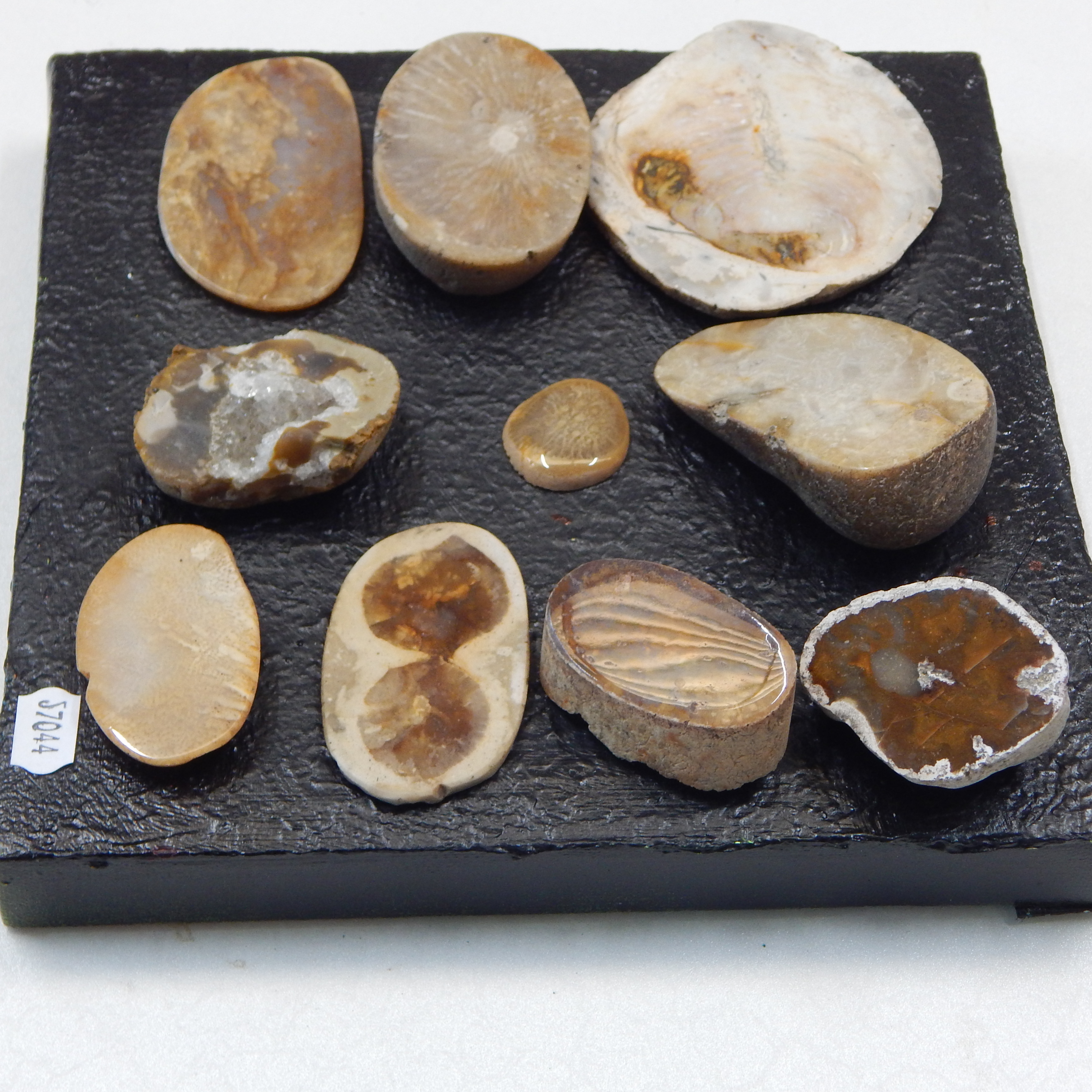 Collection of Sponge Flint from Chalk Cliffs SE UK — sold at auction in New Zealand for $40
