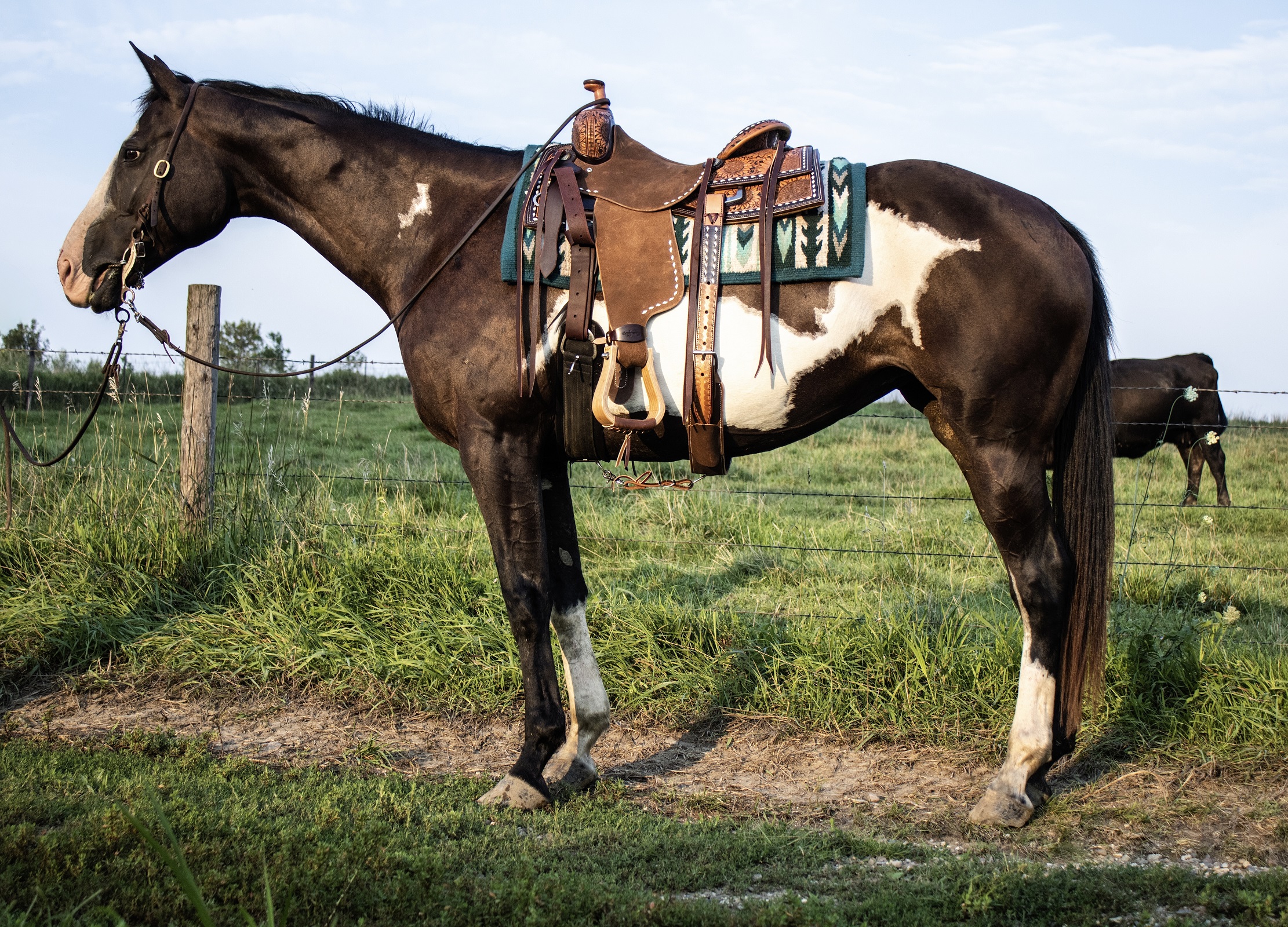 PIPER | Magic Horse Auction