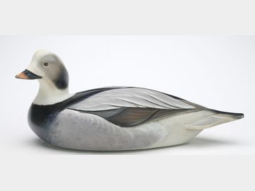 Long tail duck, Sean Sutton, Paulsboro, New Jersey