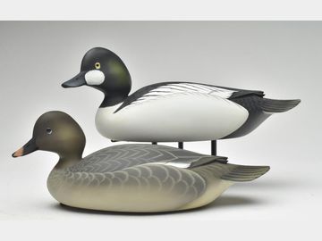 Pair of golden eyes, George Strunk, Glendora, New Jersey