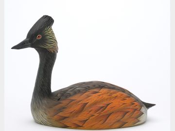 Eared grebe, Theodore Smith, Nampa, Idaho