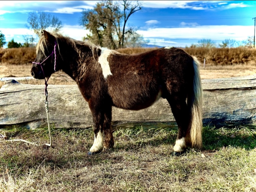 Nitty Gritty | Magic Horse Auction