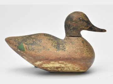 Green wing teal from the Pacific coast.