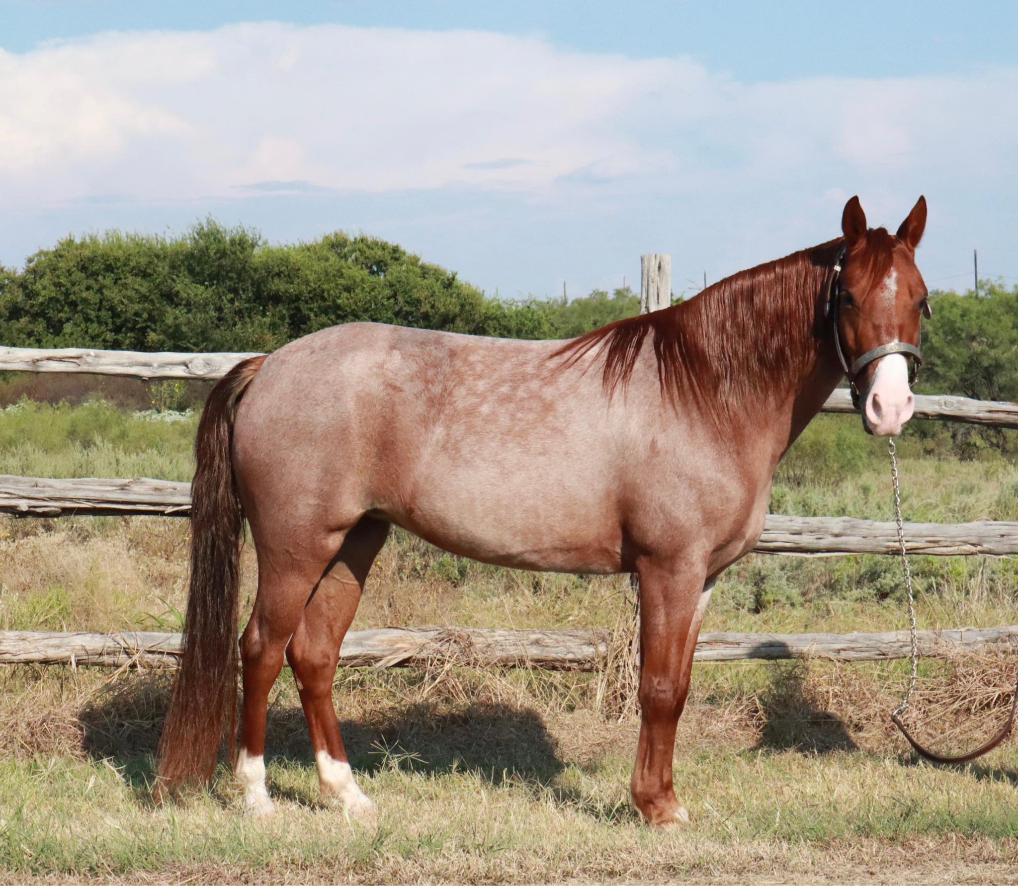 CASH'S RED STORM | Magic Horse Auction