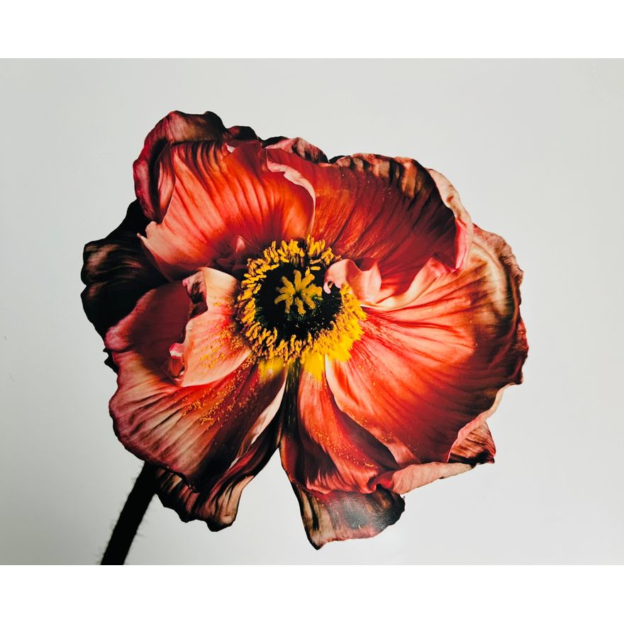 A Photo Print of Flowers by Irving Penn | Topwells Auction A Photo Print of Flowers by Irving Penn | Topwells Auction