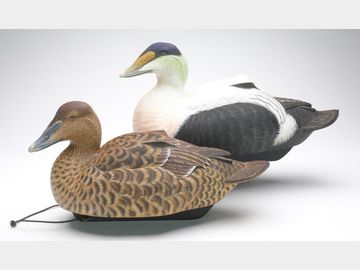 Pair of common eiders, Tom Matus, Kuna, Idaho.