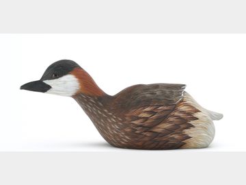 Madagascar grebe, Joe Tamborra, Terrebonne, Canada