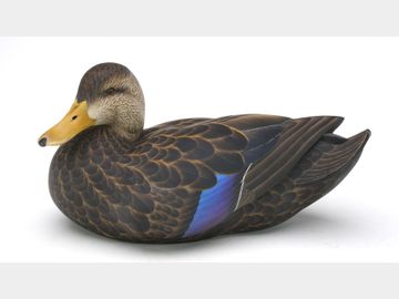 Excellent black duck, Glenn Ladenberger.