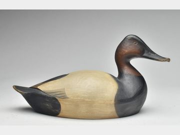 Canvasback, Josh Brewer, Delmar, Maryland