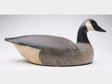Canada goose, Mark Daisey, Chincoteague, Virginia