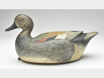 Gadwall, Reggie Birch, Chincoteague, Virginia.