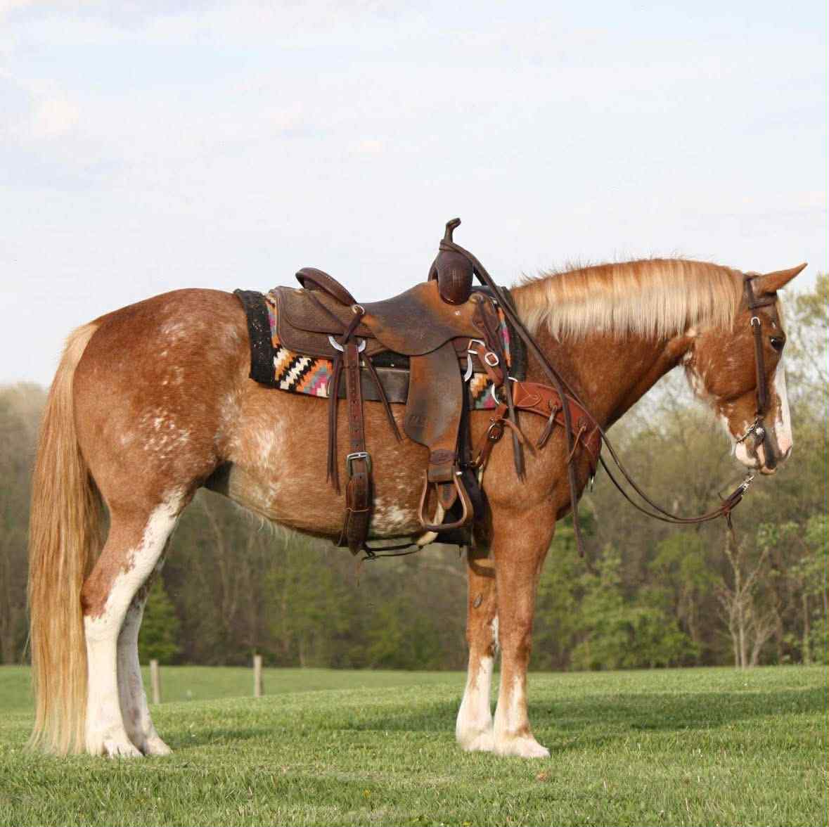 CEDAR | Magic Horse Auction