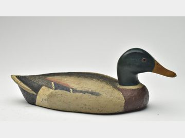 Mallard, Harold Haertel, Dundee, Illinois