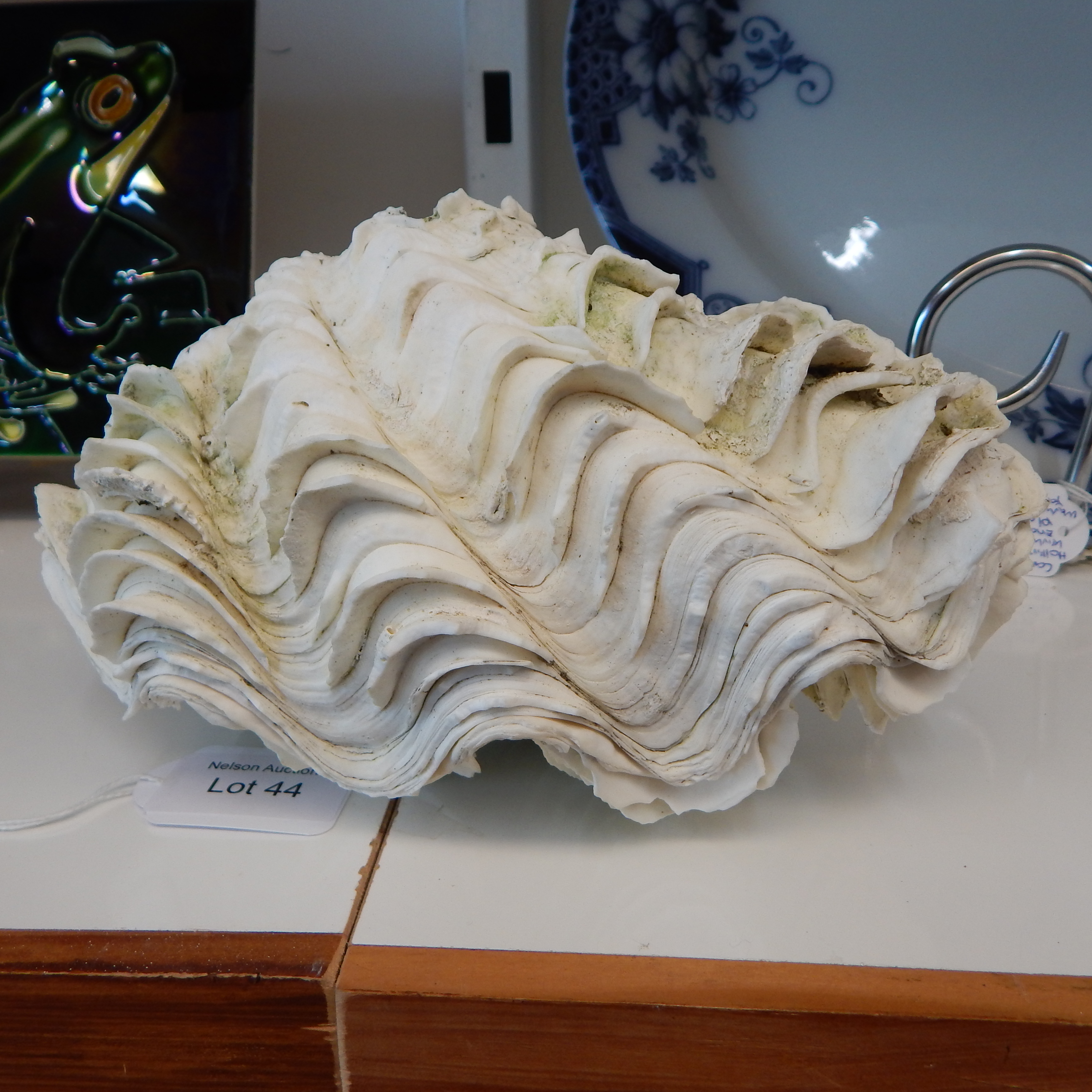Complete Giant Clam Shells Collected 1966 — sold at auction in New Zealand for $70