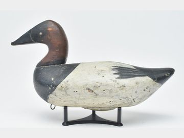 Canvasback drake, Sam Barnes, Havre de Grace, Maryland.