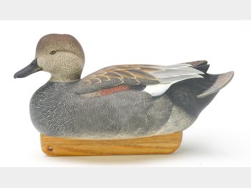 Gadwall, Tom Christie, Lincoln, Nebraska.
