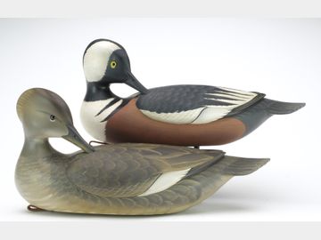 Pair of hooded mergansers, George Strunk, Glendora, New Jersey.
